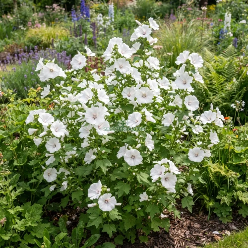 Rose Mallow White Seeds - Lavatera Trimestris