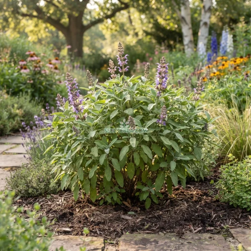 Sage Garden Non GMO Seeds - Salvia Officinalis
