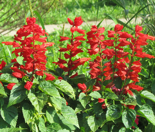 Sage Scarlet Non GMO Seeds - Salvia Coccinea