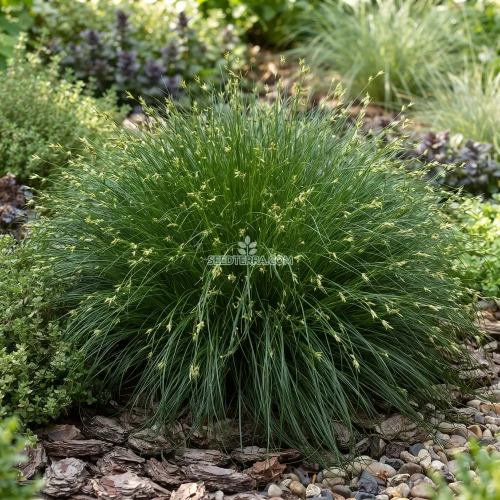 Sedge Bath Seeds - Carex Davalliana