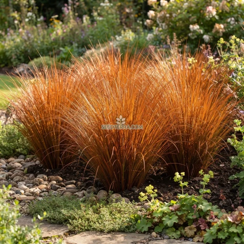 Sedge Leatherleaf Red Rooster Seeds - Carex Buchananii