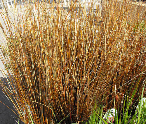 Sedge Leatherleaf Red Rooster Seeds - Carex Buchananii