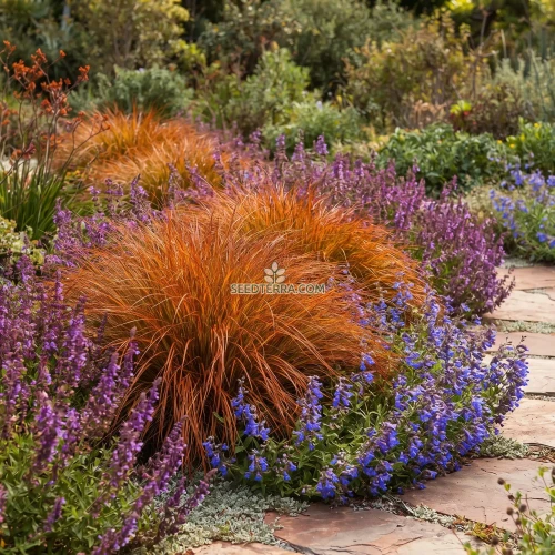 Sedge New Zealand Orange Prairie Fire Seeds - Carex Testacea