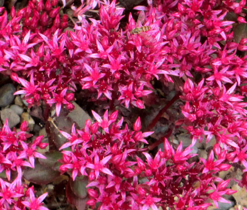 Sedum Dragon's Blood Seeds - Sedum Spurium