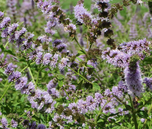 Spearmint Non GMO Seeds - Mentha Spicata