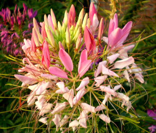 Spider Flower Rose Queen Seeds - Cleome Hassleriana