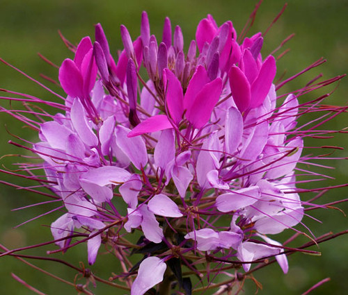 Spider Flower Violet Queen Seeds - Cleome Hassleriana