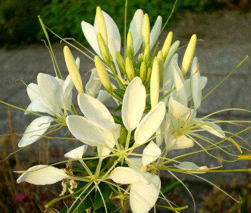 Spider Flower White Queen Seeds - Cleome Hassleriana