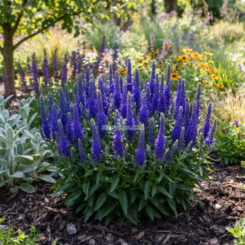 Spiked Speedwell Royal Candles Dwarf Seeds - Veronica Spicata