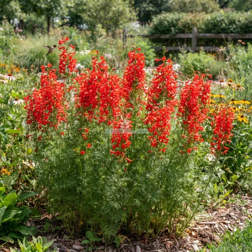 Standing Cypress Seeds - Ipomopsis Rubra