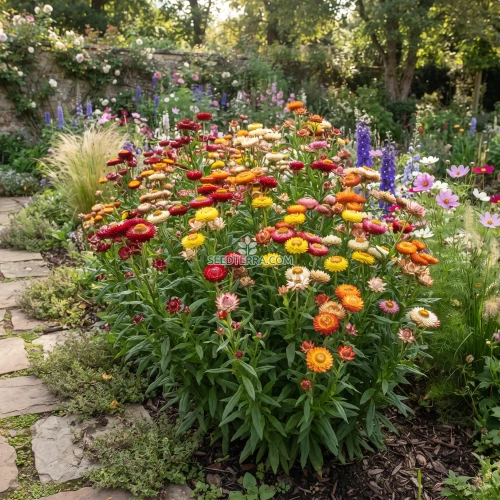 Strawflower Paper Daisy Mix Seeds - Helichrysum Bracteatum