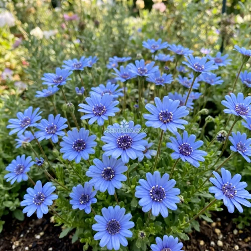 The Blues Blue Daisy Seeds - Felicia Heterophylla