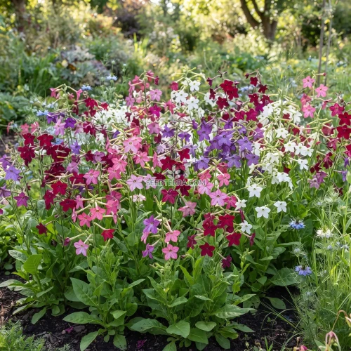 Tobacco Flowering Seeds - Nicotiana Alata