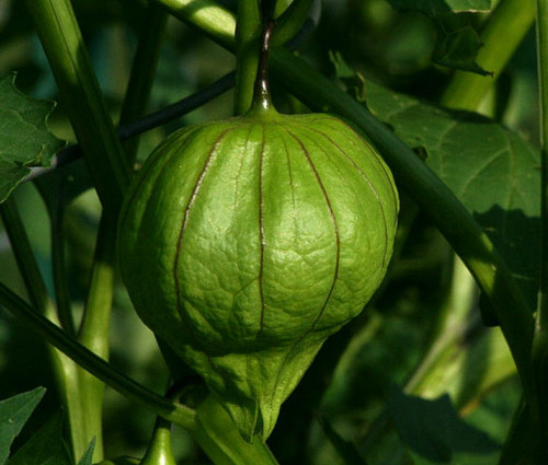 Tomatillo Green Organic Seeds - Physalis Philadelphica