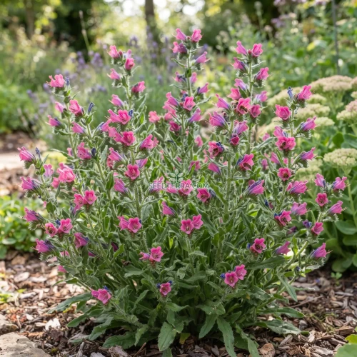 Viper's Bugloss Rose Pink Bedder Dwarf Seeds - Echium Plantagineum