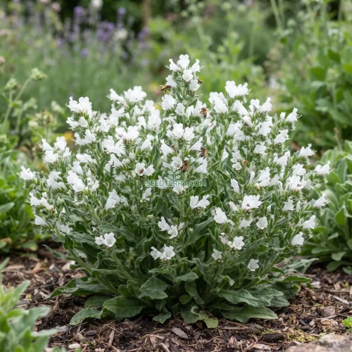 Viper's Bugloss White Bedder Dwarf Seeds - Echium Plantagineum