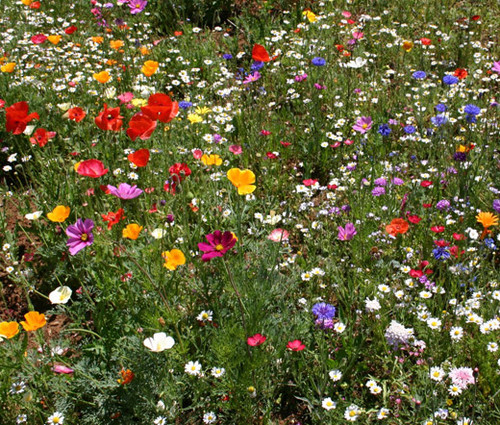 Wildflower Mix Cascade Kaleidoscope Seeds