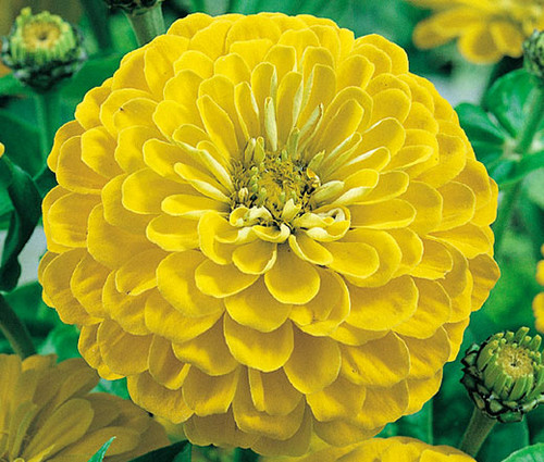 Zinnia Canary Bird Seeds - Zinnia Elegans