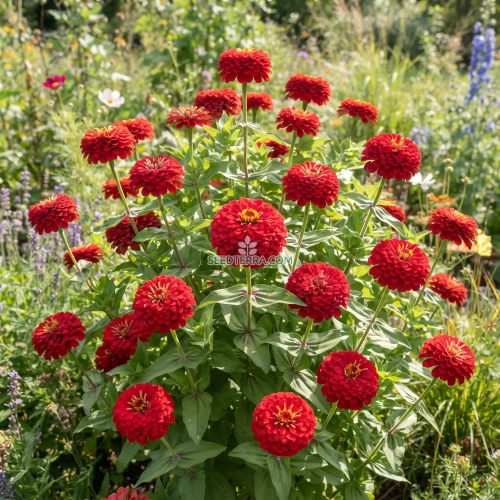 Zinnia Cherry Queen Seeds - Zinnia Elegans