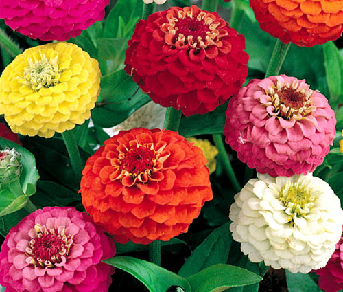 Zinnia Lilliput Mix Seeds - Zinnia Elegans