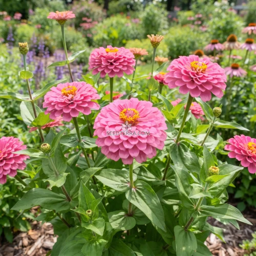 Zinnia Luminosa Pink Seeds - Zinnia Elegans