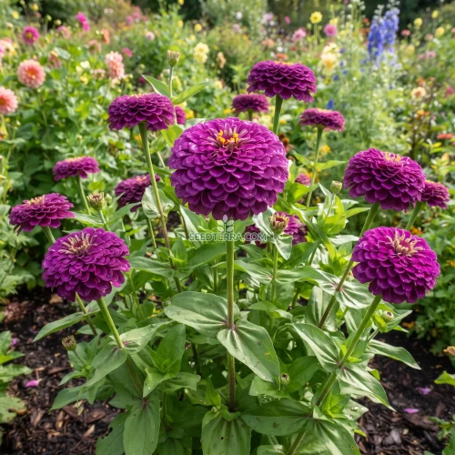 Zinnia Purple Prince Seeds - Zinnia Elegans