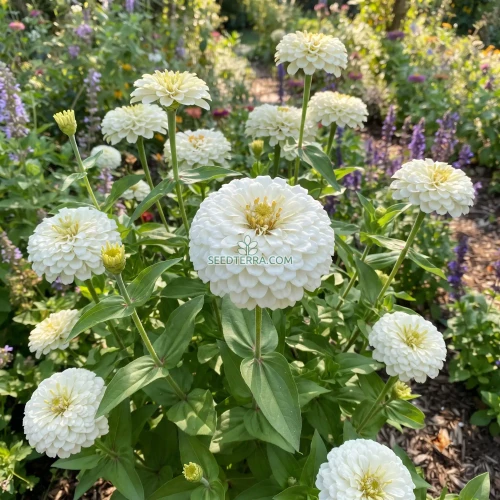 Zinnia White Polar Bear Seeds - Zinnia Elegans