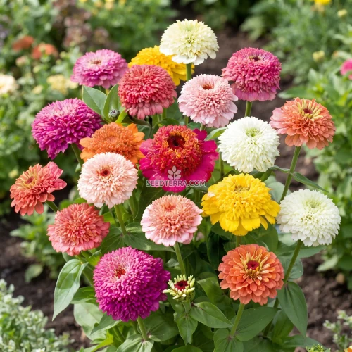 Zinnia Scabiosa Flowered Mix Seeds - Zinnia Elegans