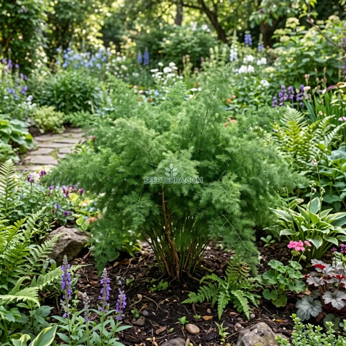Asparagus Ming Fern Seeds - Asparagus Myriocladus