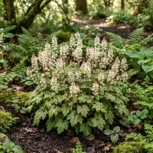 Foamflower Seeds - Tiarella Wherryi