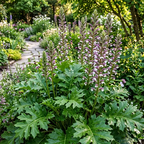 Bear's Breeches Seeds - Acanthus Mollis