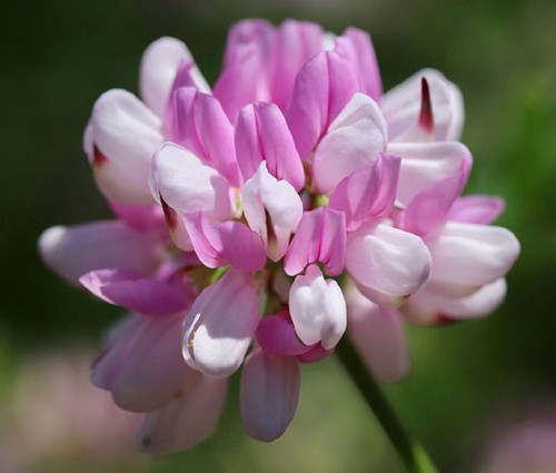 Vetch Crown Seeds - Coronilla Varia Seeds