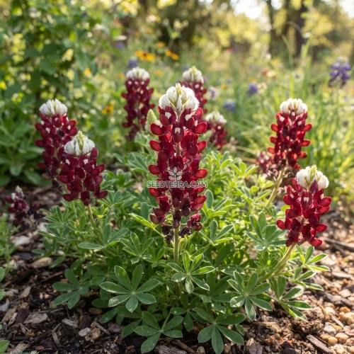 Maroon Bluebonnet Seeds - Lupinus Texensis
