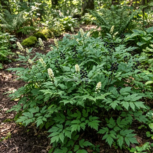 Baneberry Black Seeds - Actaea Spicata