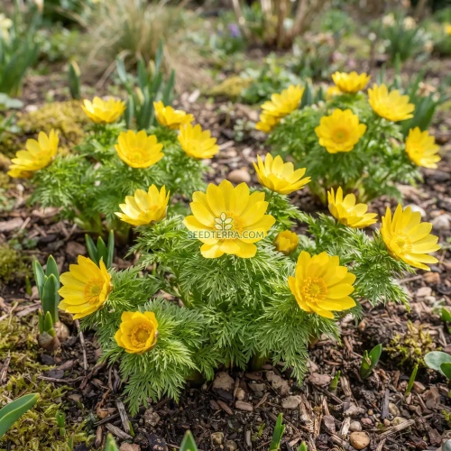 Pheasant's Eye Seeds - Adonis Vernalis