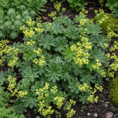 Lady's Mantle Alpine Seeds - Alchemilla Alpina