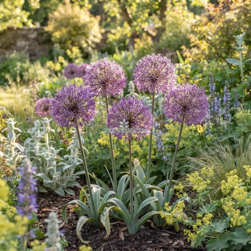 Onion Ornamental Star of Persia Seeds - Allium Christophii
