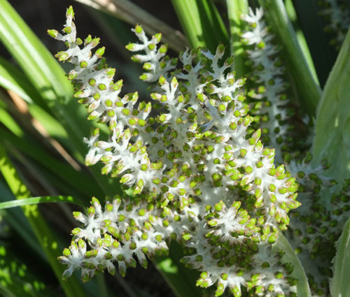 Astelia Shore Seeds - Astelia Banksii Astelia Shore Seeds - Astelia Banksii