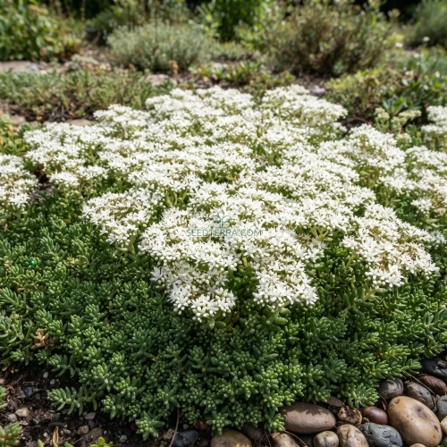 Sedum White Stonecrop Seeds - Sedum Album