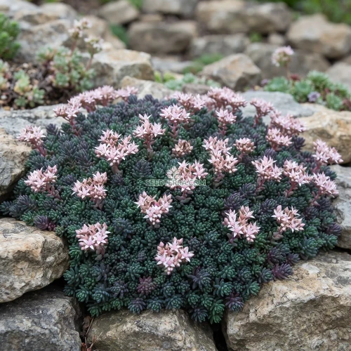 Sedum Spanish Stonecrop Seeds - Sedum Hispanicum