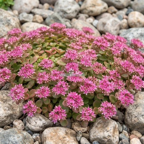 Sedum Obtusifolium Listoniae Stonecrop Seeds - Phedimus Obtusifolius