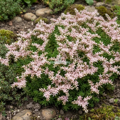 Sedum Widow's Cross Stonecrop Sedum Pulchellum Seeds