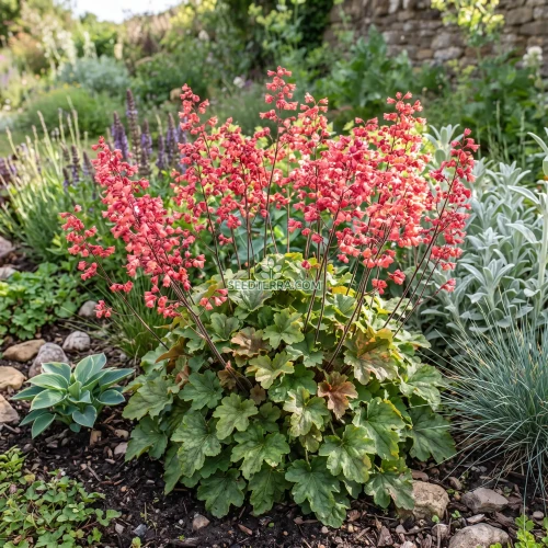 Heuchera Coral Bells Bressingham Hybrids Seeds - Heuchera Sanguinea