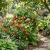 Abutilon Bellevue Mix Seeds - Abutilon Hybridum