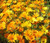 African Daisy Mix Seeds - Dimorphotheca Sinuata