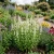 Agastache Giant Hyssop White Non GMO Seeds - Agastache Mexicana