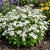 Ageratum White Seeds - Ageratum Mexicanum