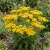 Ageratum Yellow Seeds - Lonas Inodora