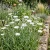 Agrostemma White Seeds - Agrostemma Githago Bianca