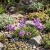 Alpine Toadflax Seeds - Linaria Alpina p2